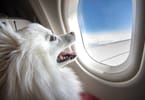 Air Canada bans emotional support animals